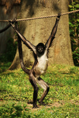 Affe im Zoo