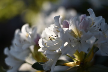 Blühender Rhododendron