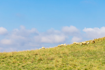 Flock of sheep grazing on the slope of a large green hill