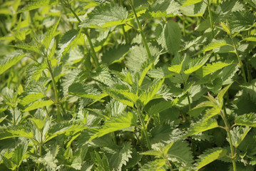 Fresh green nettle