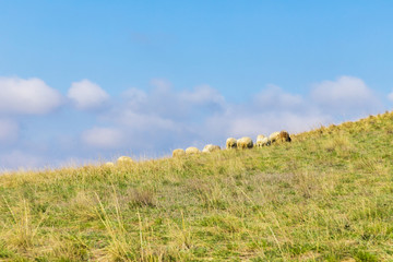 Obraz premium Flock of sheep grazing on the slope of a large green hill