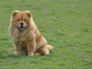 chow chow rest on the grass