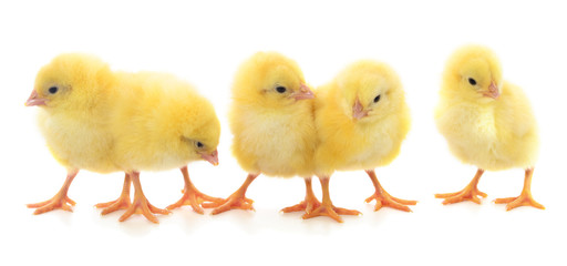 Five yellow chickens.