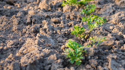 green parsley grows in dry ground in spring