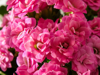 A macro view of a succulent plant. Kalanchoe blossfeldiana.