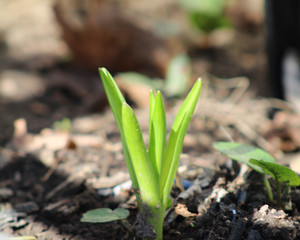 Close-up photo of a new plant sprouting through the dirt in the spring