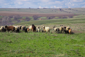 Flock of sheep grazing in the meadow
