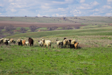 Naklejka na ściany i meble Flock of sheep grazing in the meadow