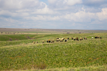 Fototapeta na wymiar Flock of sheep grazing in the meadow