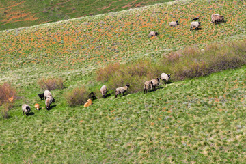 Flock of sheep grazing in the meadow