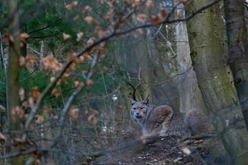 Luchs in seinem Lebensraum