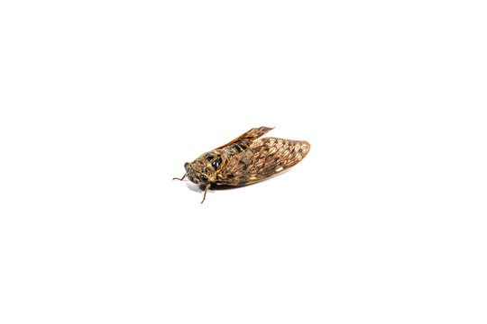 Cicadas isolated on white background. Orange wings butterfly cicada.