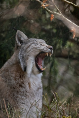 Gähnender Luchs