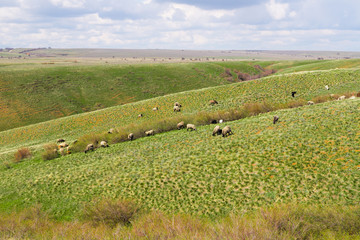 Flock of sheep grazing in the meadow