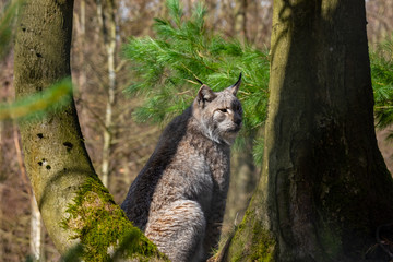 Luchs in seinem Lebensraum