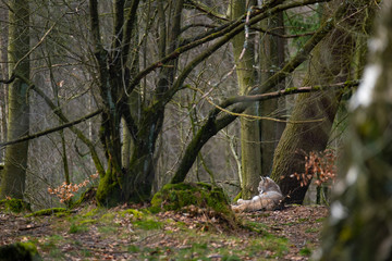Luchs in seinem Lebensraum