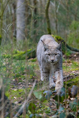 Ein Luchs pirscht durch seinem Lebensraum