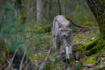 Ein Luchs pirscht durch seinem Lebensraum