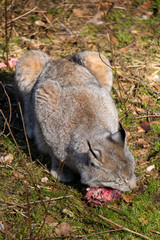 Ein Luchs am fressen