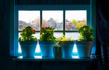 Blue flower pots in the window