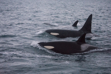 Obraz premium Orques