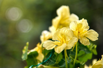Tropaeolum majus macro in the garden, yellow nasturtium flower, shallow depth of field, green blurred background