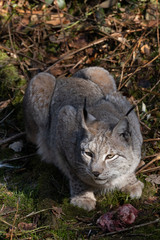 Luchs am fressen