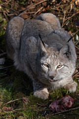 Luchs am fressen
