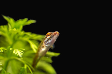 Underwater photo of a baby Pike (Esox Lucius) snoek