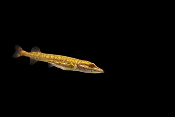 Poster Underwater photo of a baby Pike (Esox Lucius) snoek © marielle
