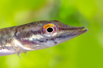 Underwater photo of a baby Pike (Esox Lucius) snoek