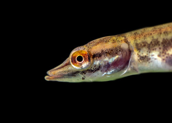 Underwater photo of a baby Pike (Esox Lucius) snoek