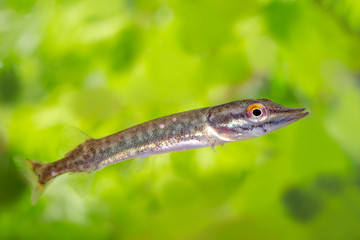 Underwater photo of a baby Pike (Esox Lucius) snoek