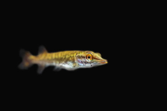 Underwater photo of a baby Pike (Esox Lucius) snoek