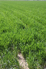 Obraz premium Sedge grass