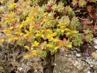Orpin de Palmer (Sedum palmeri)