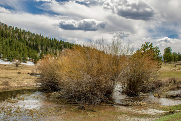 Melted Snow Floods Plants