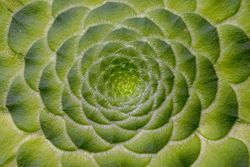 Macro photography of the awesome natural pattern of the flat-toped aeonium succulent plant....