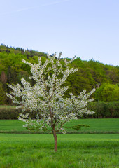 in einem fr&uuml;hlingstag