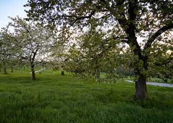 in einem frühlingstag