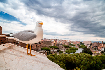Seagull standing on the walls of Vittoriano
