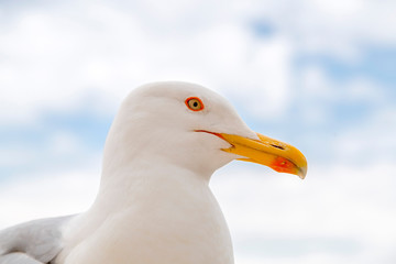 Face of a yellow-legged seagull