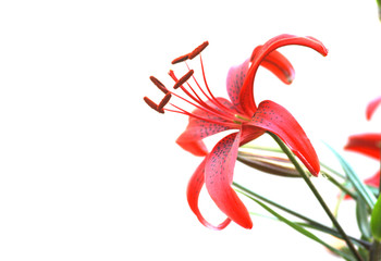 lily isolated on white background