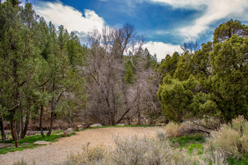 An Oasis in the Forest