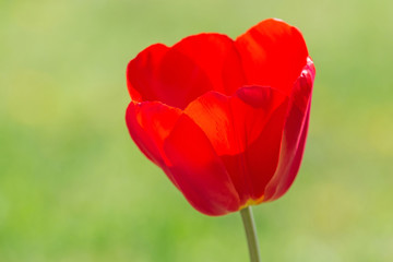 Obraz premium close up of red tulip flower against green background