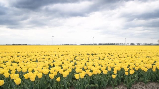 Yellow tulips growing in a field during springtime in Holland with clouds moving over the field and wind turbines in the background.