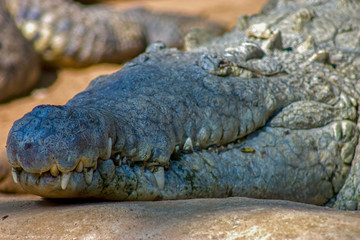 Close-up photography of the Orinoco crocodile head.  Captured at the Andean mountains of southern...