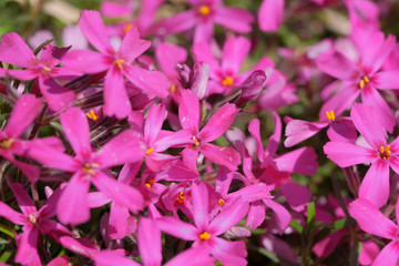 Beautiful bright small spring flowers