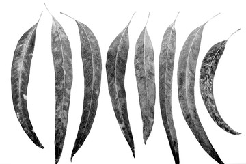 Leaves on white background. Black and white. Close-up.