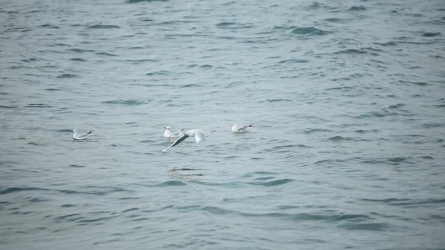 Seagulls circling over the sea in search of food.
